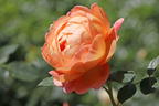 Englische Rose 'Lady of Shalott' - Rosa 'Lady of Shalott'