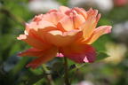 Englische Rose 'Lady of Shalott' - Rosa 'Lady of Shalott'