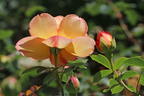 Englische Rose 'Lady of Shalott' - Rosa 'Lady of Shalott'