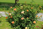 Englische Rose 'Lady of Shalott' - Rosa 'Lady of Shalott'