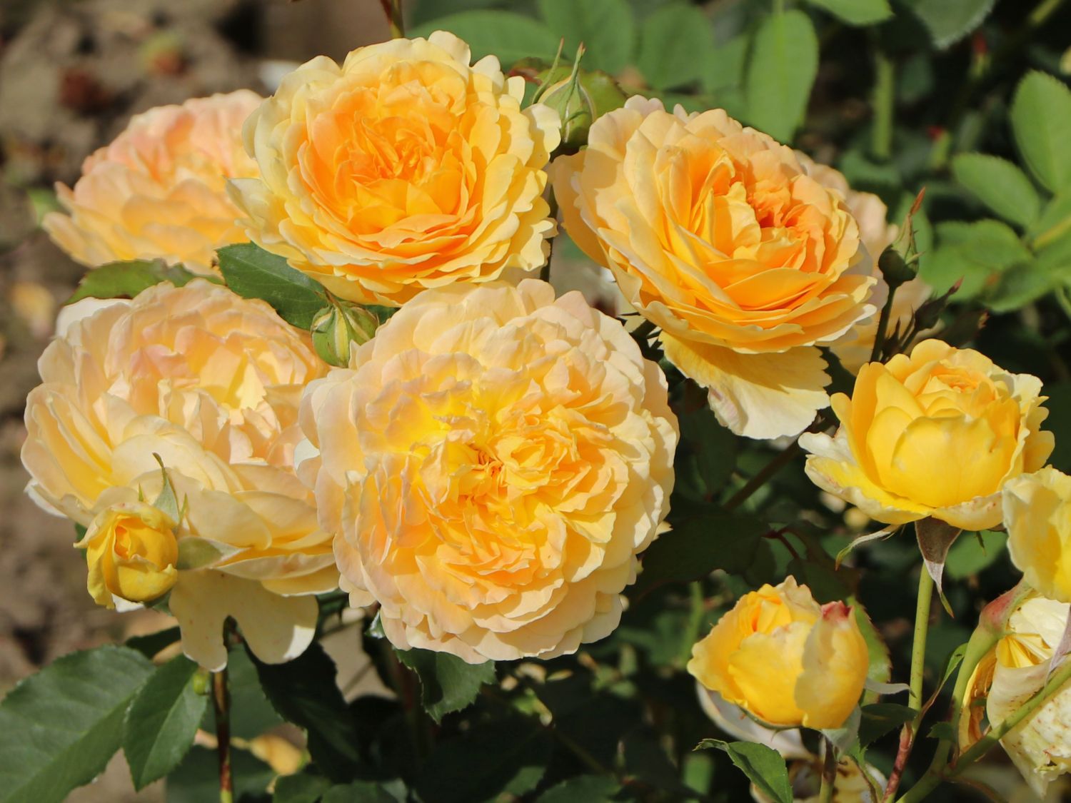 Englische Rose 'Molineux' ®