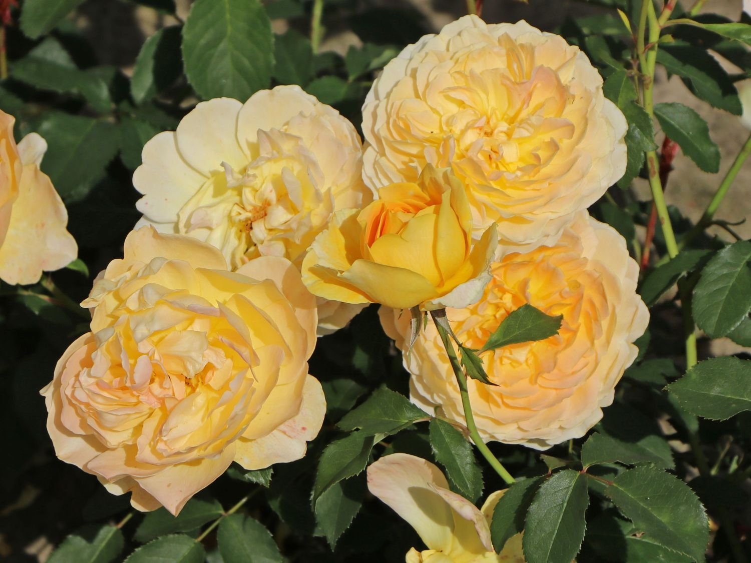 Englische Rose 'Molineux' ® - Rosa 'Molineux' ®