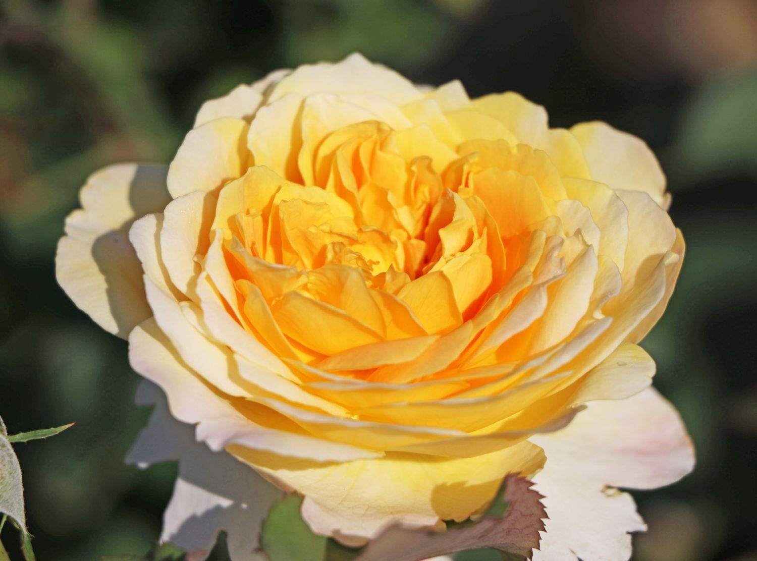 Englische Rose 'Molineux' ® - Rosa 'Molineux' ®