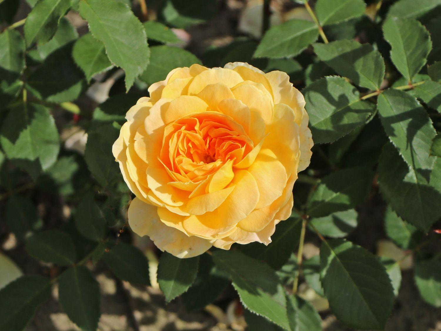 Englische Rose 'Molineux' ® - Rosa 'Molineux' ®