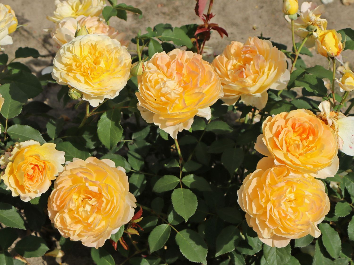 Englische Rose 'Molineux' ® - Rosa 'Molineux' ®