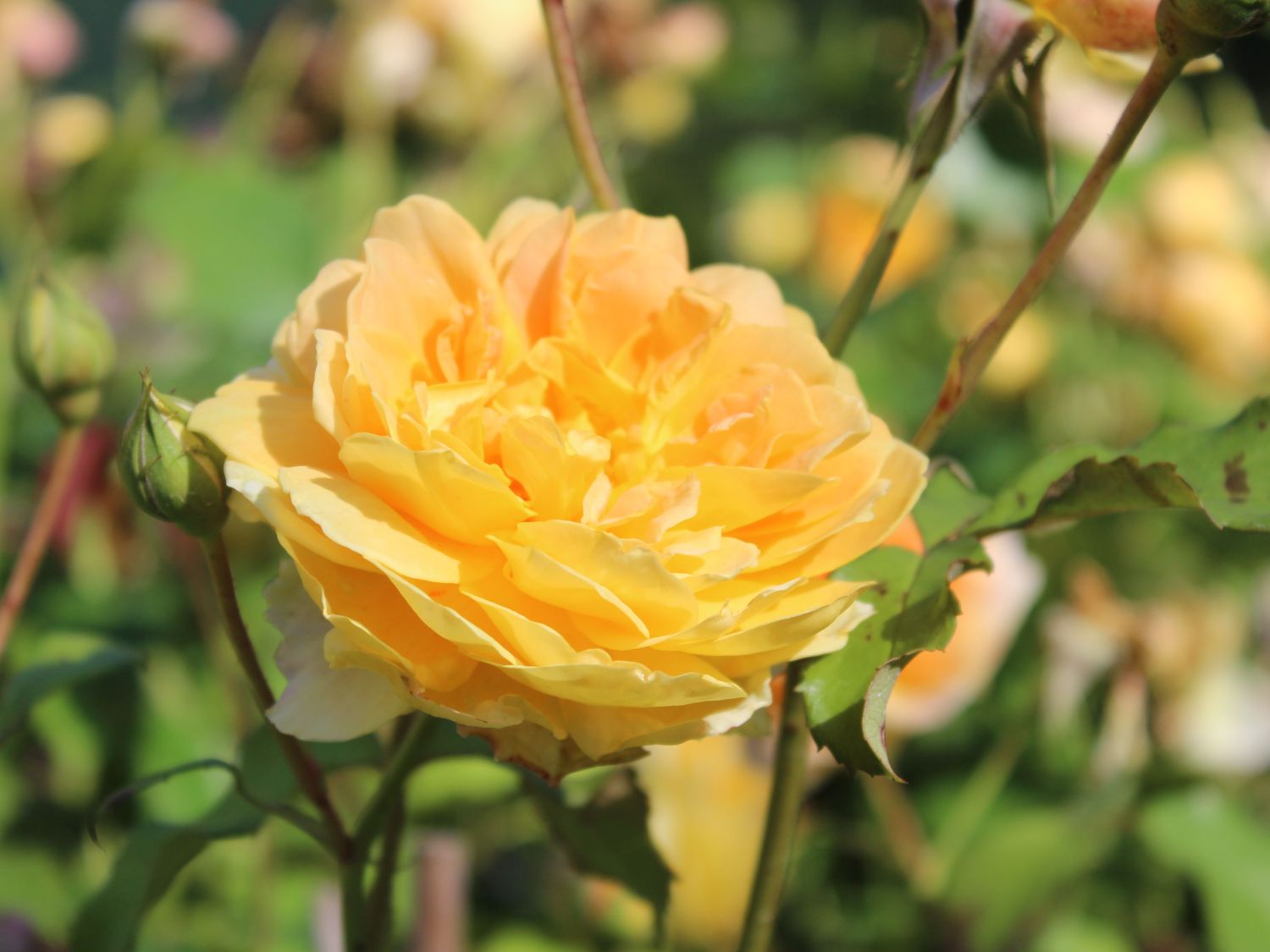 Englische Rose 'Molineux' ® - Rosa 'Molineux' ®