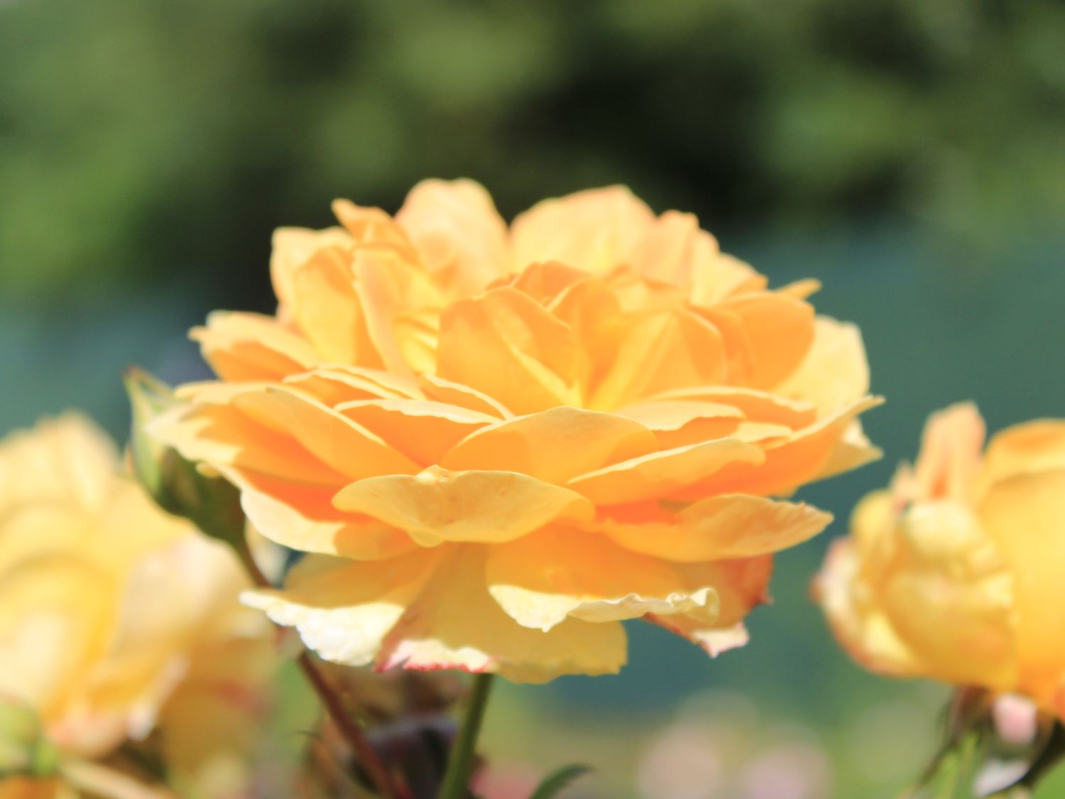 Englische Rose 'Molineux' ® - Rosa 'Molineux' ®