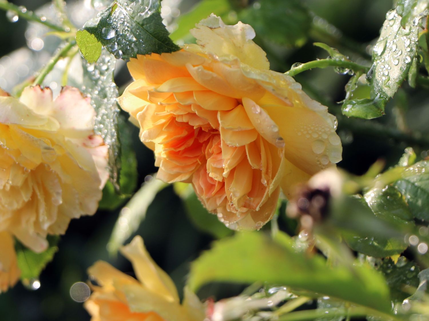 Englische Rose 'Molineux' ® - Rosa 'Molineux' ®