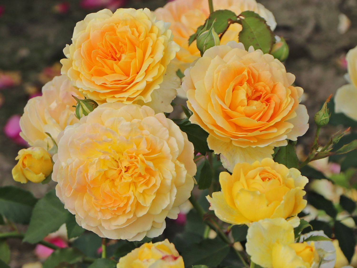 Englische Rose 'Molineux' ® - Rosa 'Molineux' ®