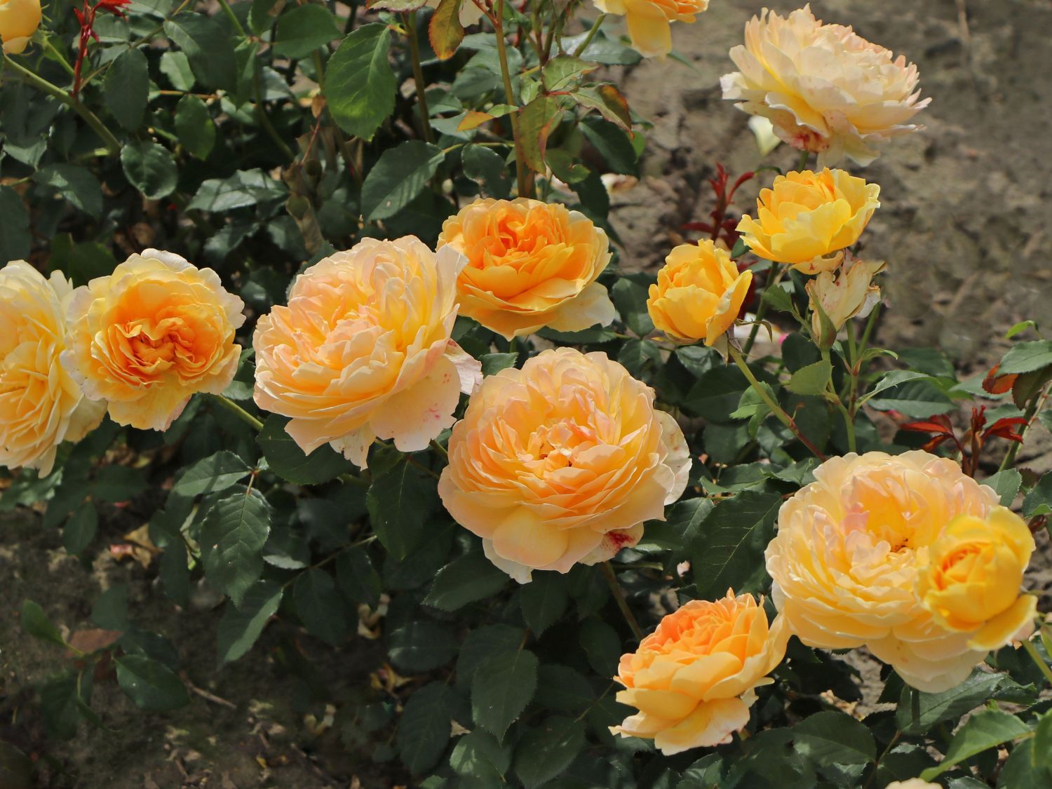 Englische Rose 'Molineux' ® - Rosa 'Molineux' ®