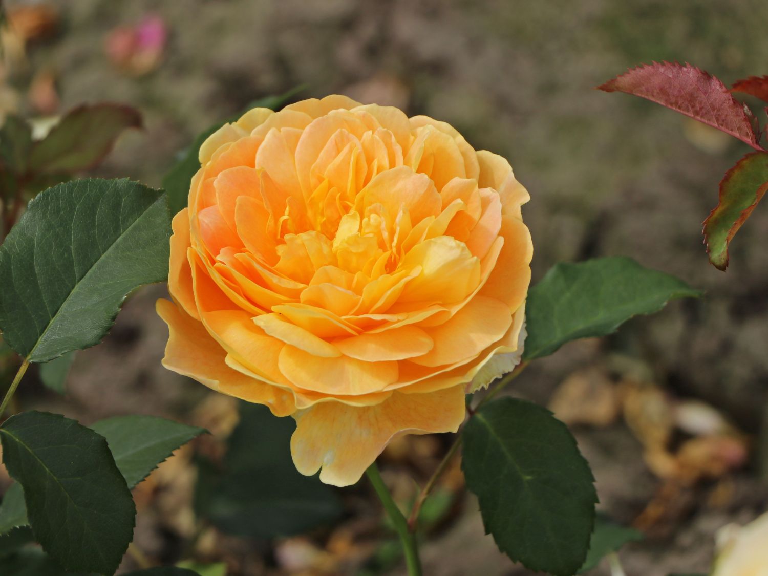 Englische Rose 'Molineux' ® - Rosa 'Molineux' ®