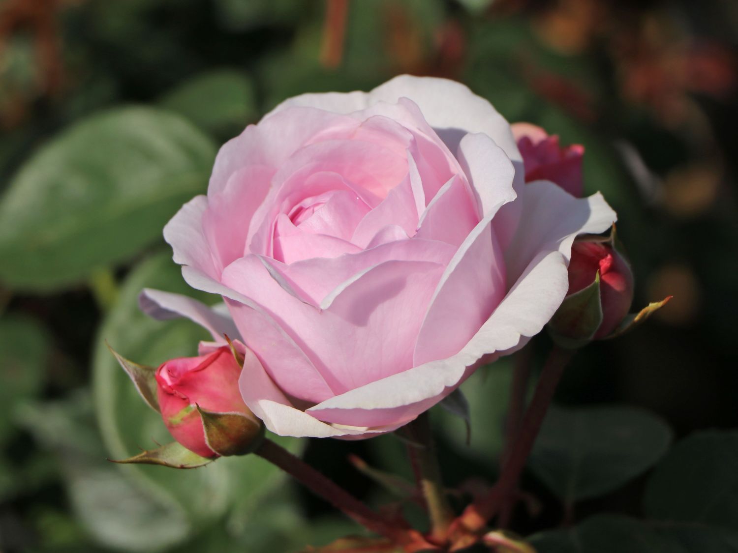 Englische Rose 'Olivia Rose Austin'