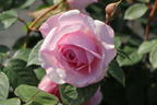 Englische Rose 'Olivia Rose Austin' - Rosa 'Olivia Rose Austin'