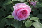Englische Rose 'Olivia Rose Austin' - Rosa 'Olivia Rose Austin'