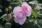 Englische Rose 'Olivia Rose Austin' - Rosa 'Olivia Rose Austin'