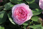 Englische Rose 'Olivia Rose Austin' - Rosa 'Olivia Rose Austin'