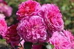 Englische Rose 'Princess Anne' - Rosa 'Princess Anne'