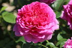 Englische Rose 'Princess Anne' - Rosa 'Princess Anne'