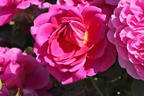 Englische Rose 'Princess Anne' - Rosa 'Princess Anne'