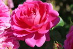 Englische Rose 'Princess Anne' - Rosa 'Princess Anne'