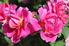 Englische Rose 'Princess Anne' - Rosa 'Princess Anne'
