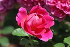 Englische Rose 'Princess Anne' - Rosa 'Princess Anne'