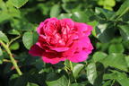 Englische Rose 'Princess Anne' - Rosa 'Princess Anne'
