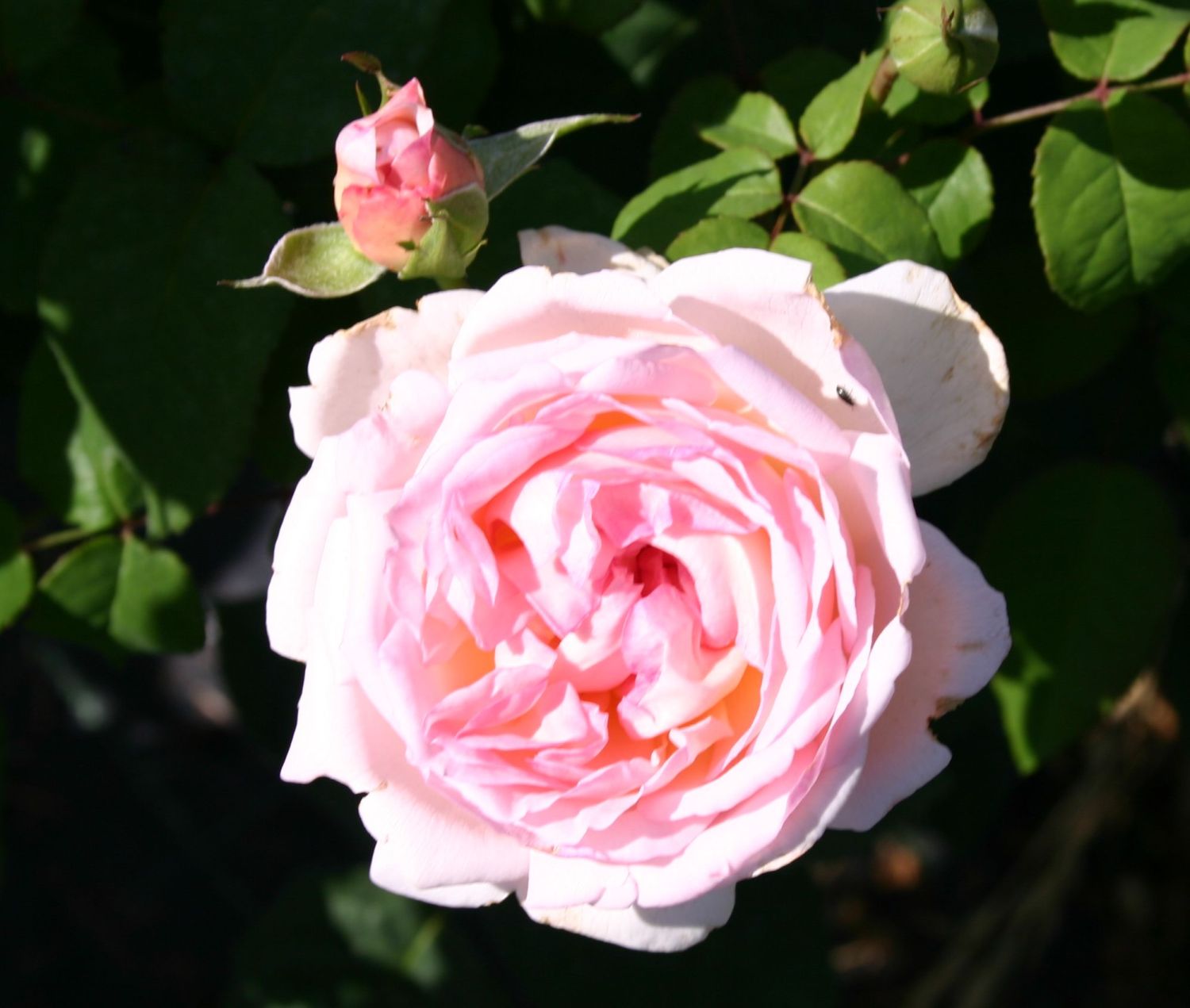 Englische Rose 'Sharifa Asma'