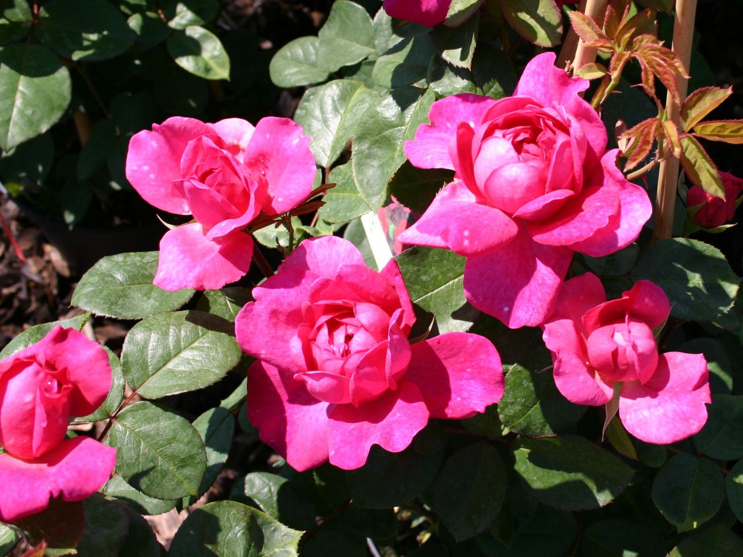 Englische Rose 'Sophy's Rose' - Rosa 'Sophy's Rose'