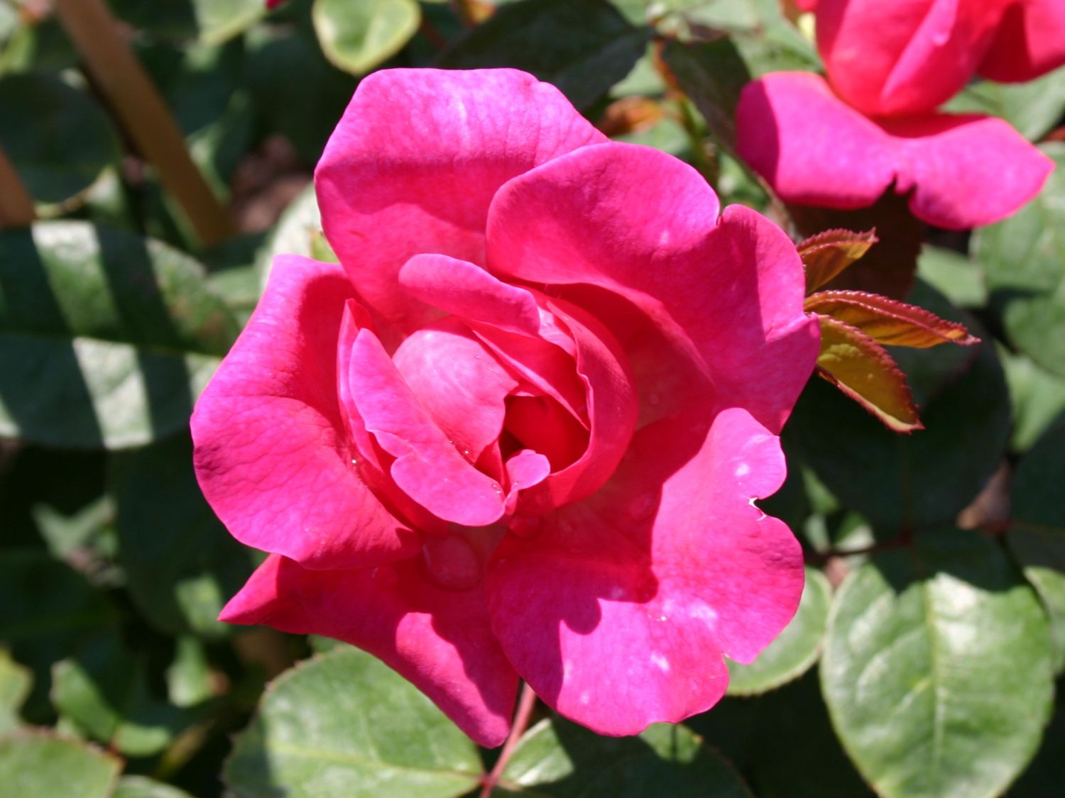 Englische Rose 'Sophy's Rose' - Rosa 'Sophy's Rose'
