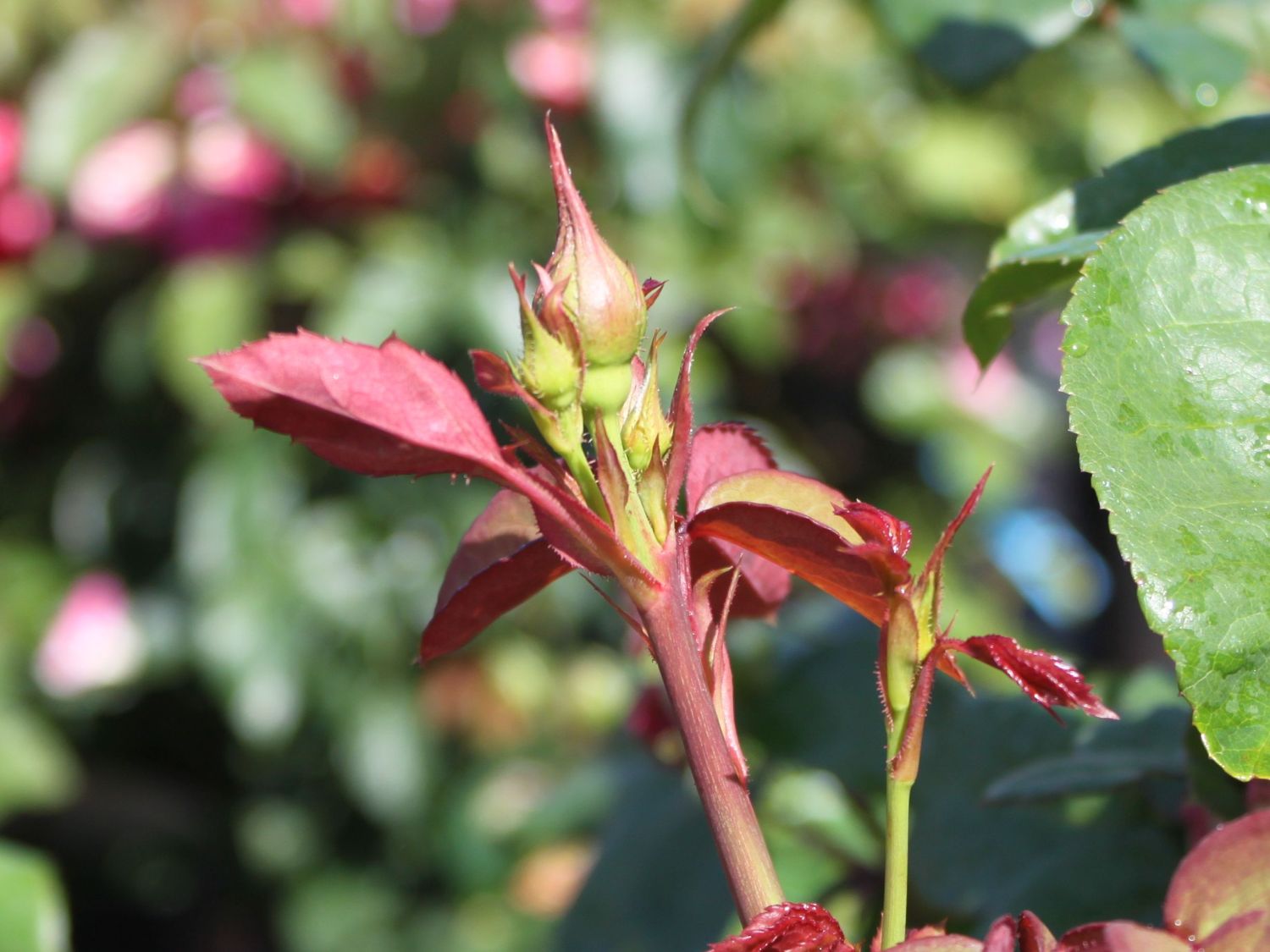 Englische Rose 'Sophy's Rose' - Rosa 'Sophy's Rose'