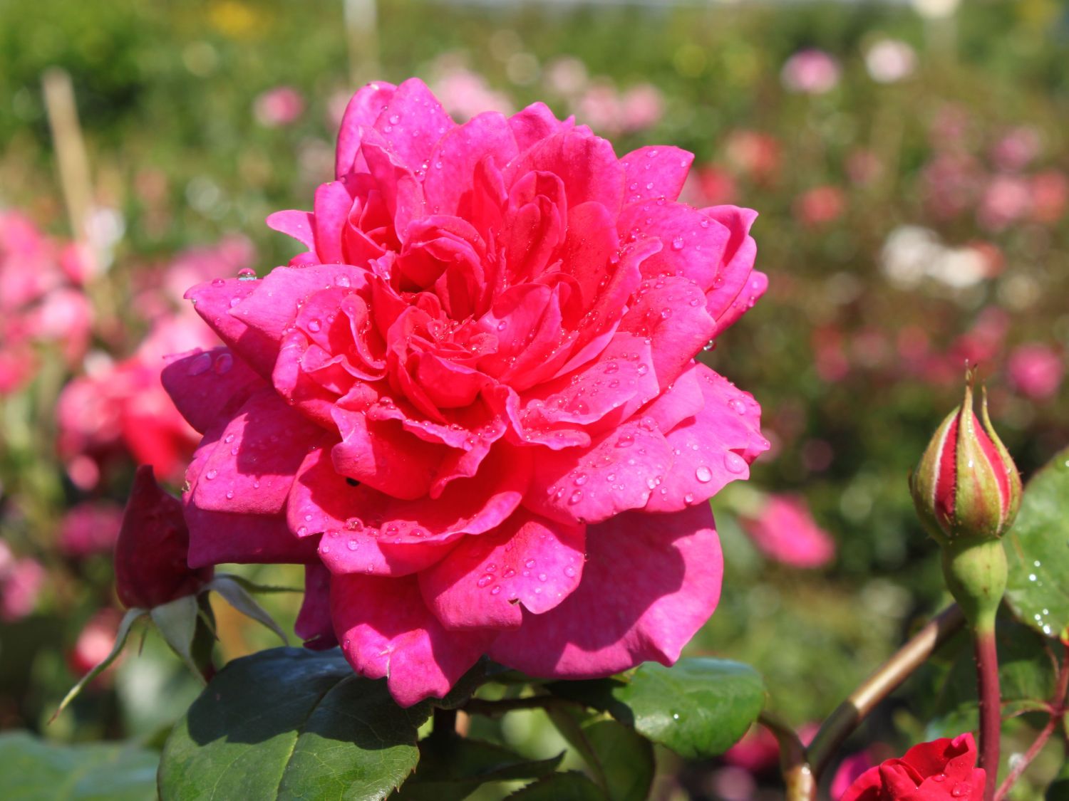 Englische Rose 'Sophy's Rose' - Rosa 'Sophy's Rose'