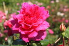 Englische Rose 'Sophy's Rose' - Rosa 'Sophy's Rose'