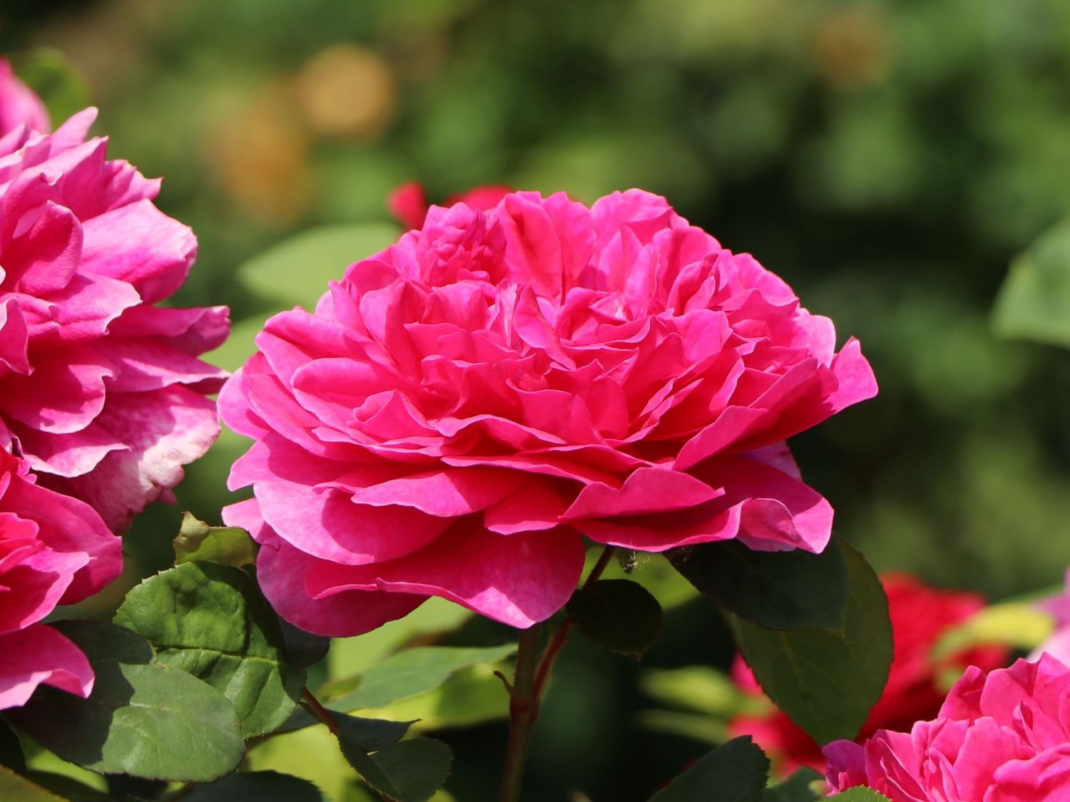Englische Rose 'Sophy's Rose' - Rosa 'Sophy's Rose'
