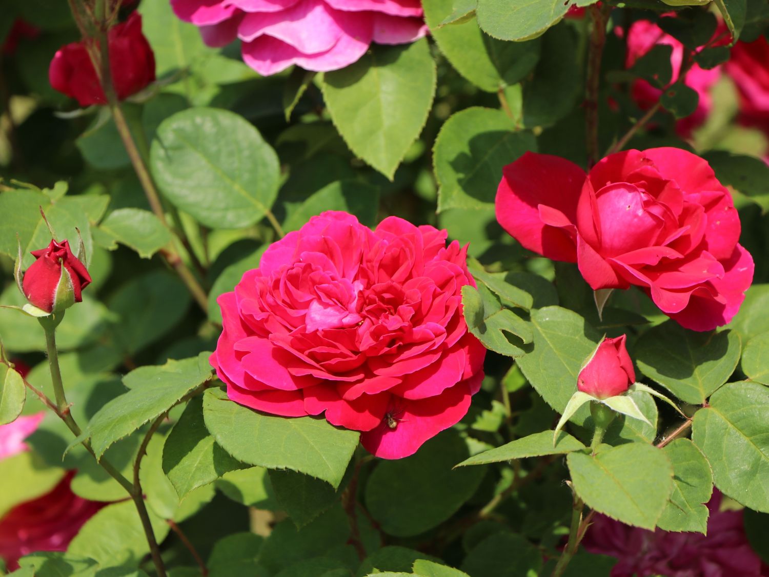Englische Rose 'Sophy's Rose' - Rosa 'Sophy's Rose'