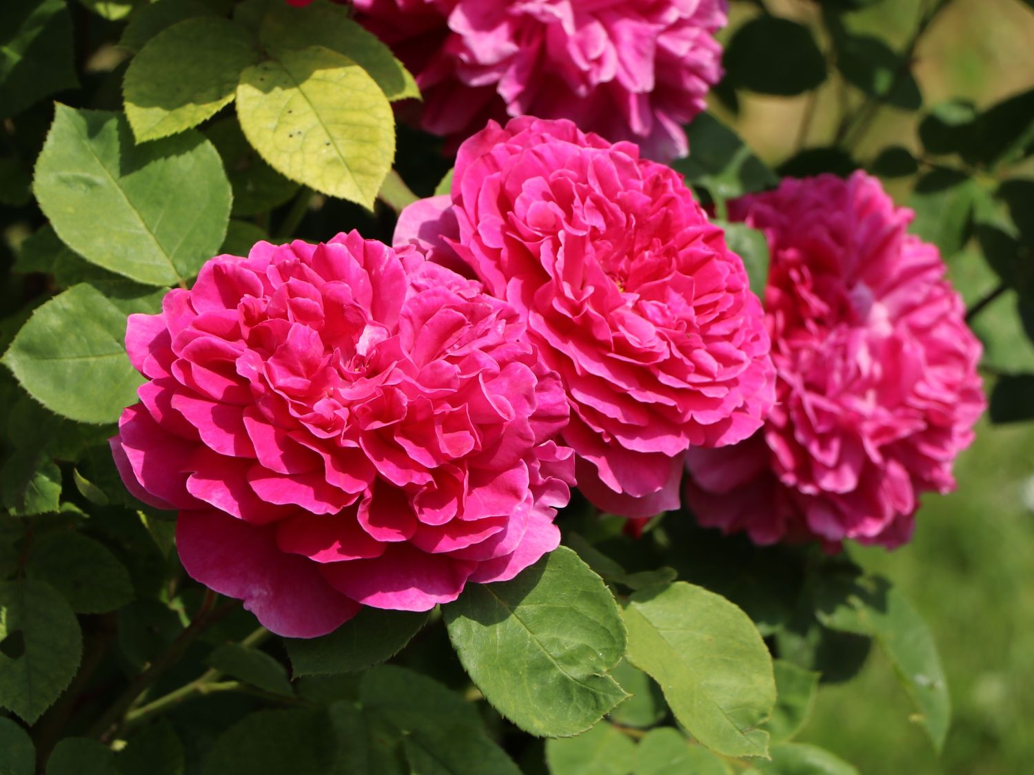 Englische Rose 'Sophy's Rose' - Rosa 'Sophy's Rose'