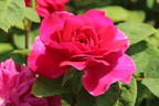 Englische Rose 'Sophy's Rose' - Rosa 'Sophy's Rose'