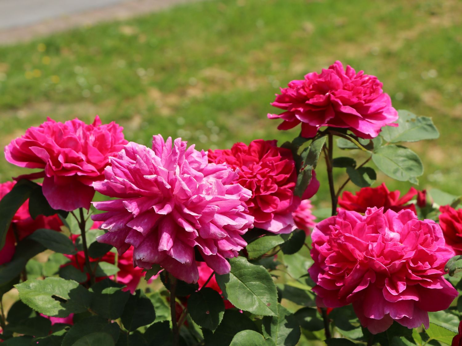 Englische Rose 'Sophy's Rose' - Rosa 'Sophy's Rose'