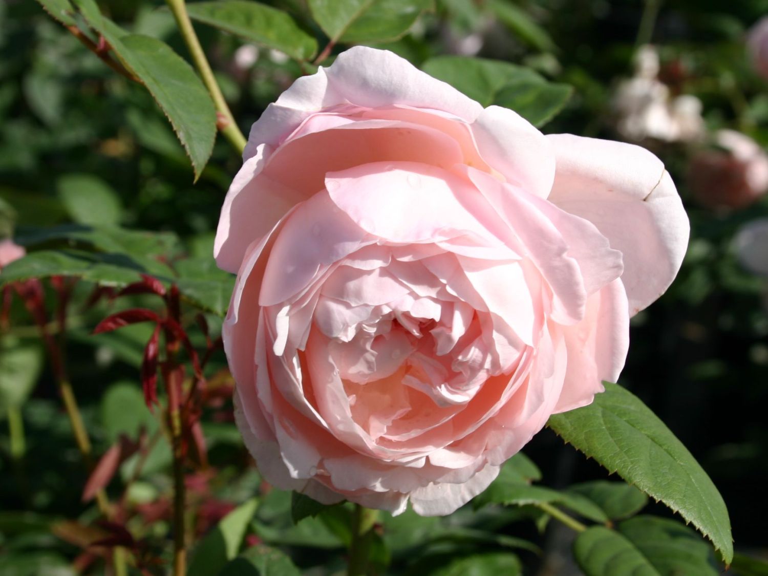 Englische Rose 'St. Cecilia' ®