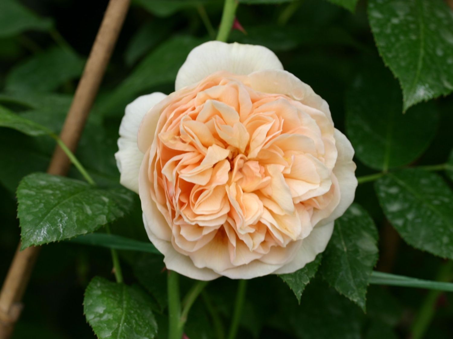Englische Rose 'Sweet Juliet' ®