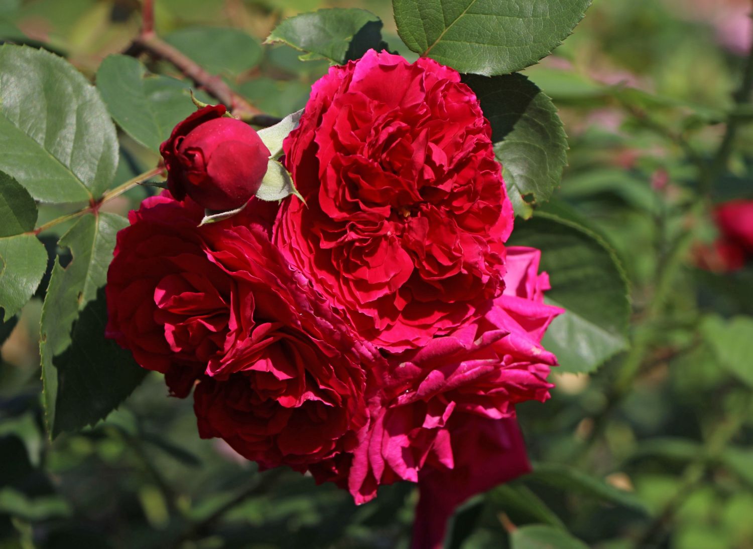 Englische Rose 'Tess of the d'Urbervilles'