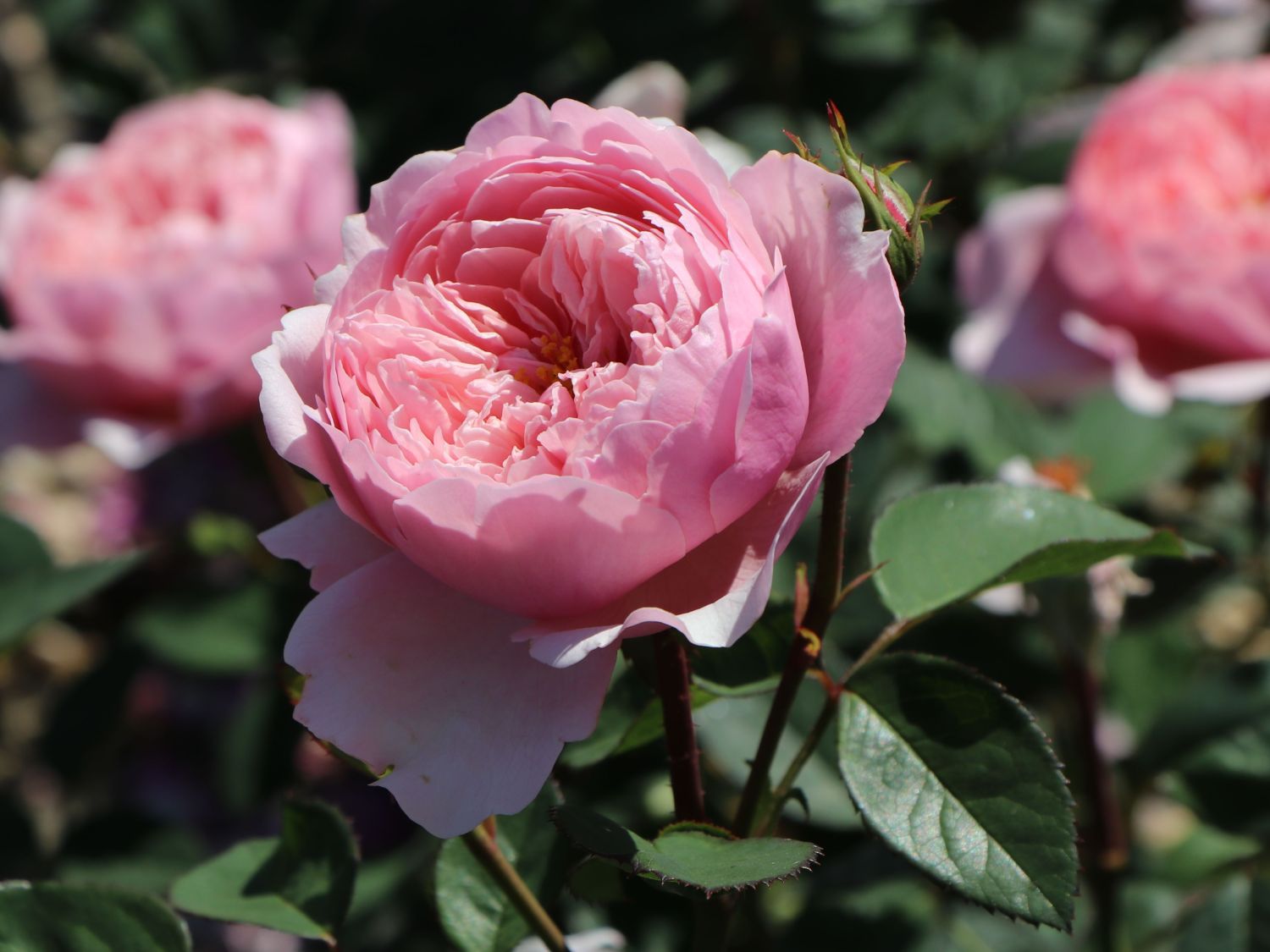 Englische Rose 'The Alnwick ® Rose'