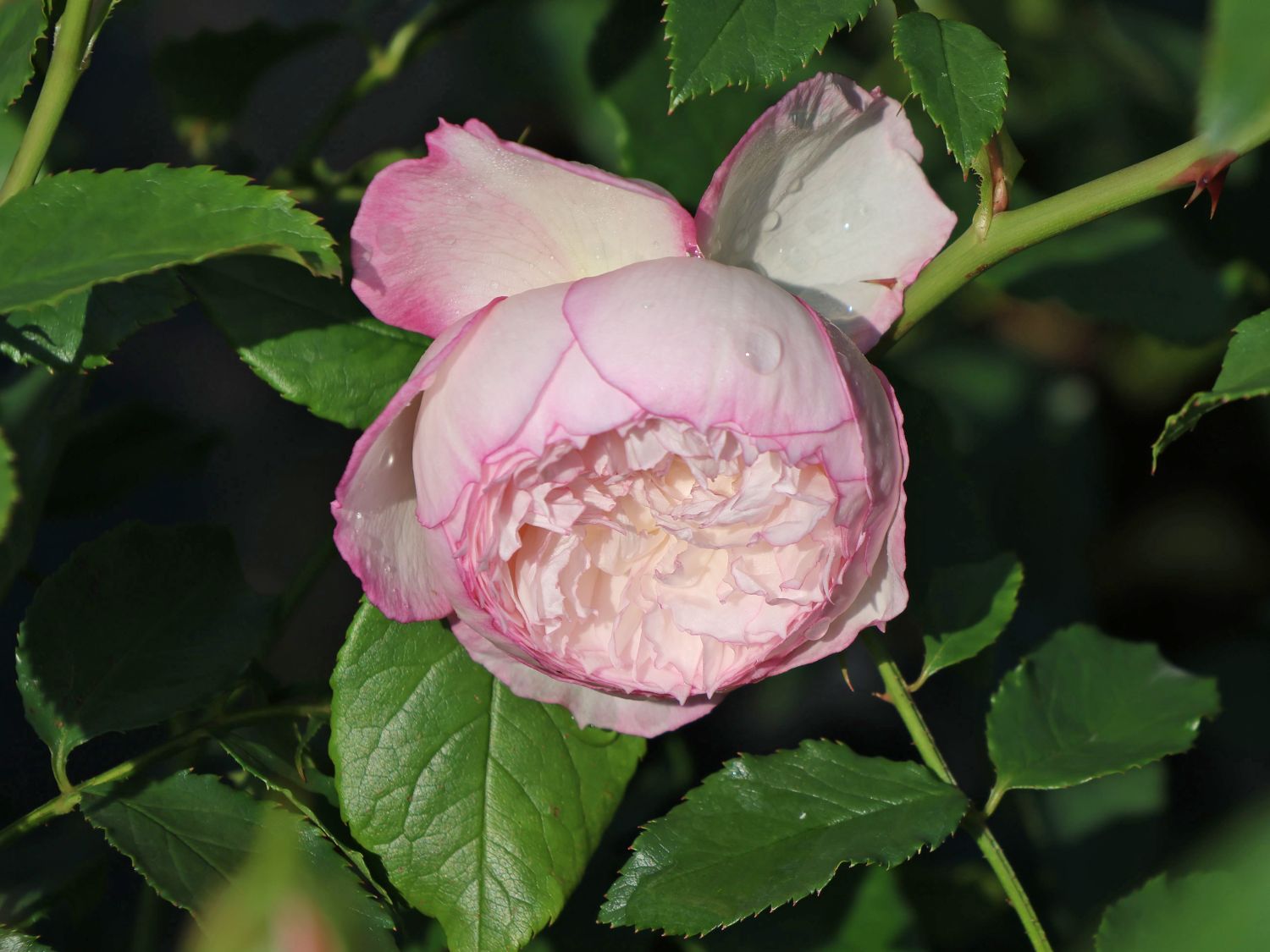 Englische Rose 'The Mill on the Floss'
