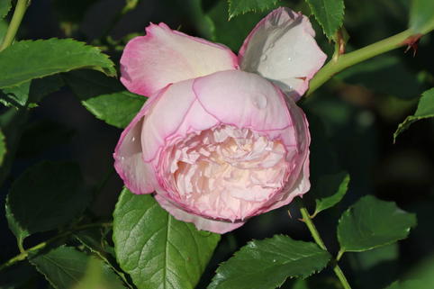 Englische Rose 'The Mill on the Floss' - Rosa 'The Mill on the Floss'