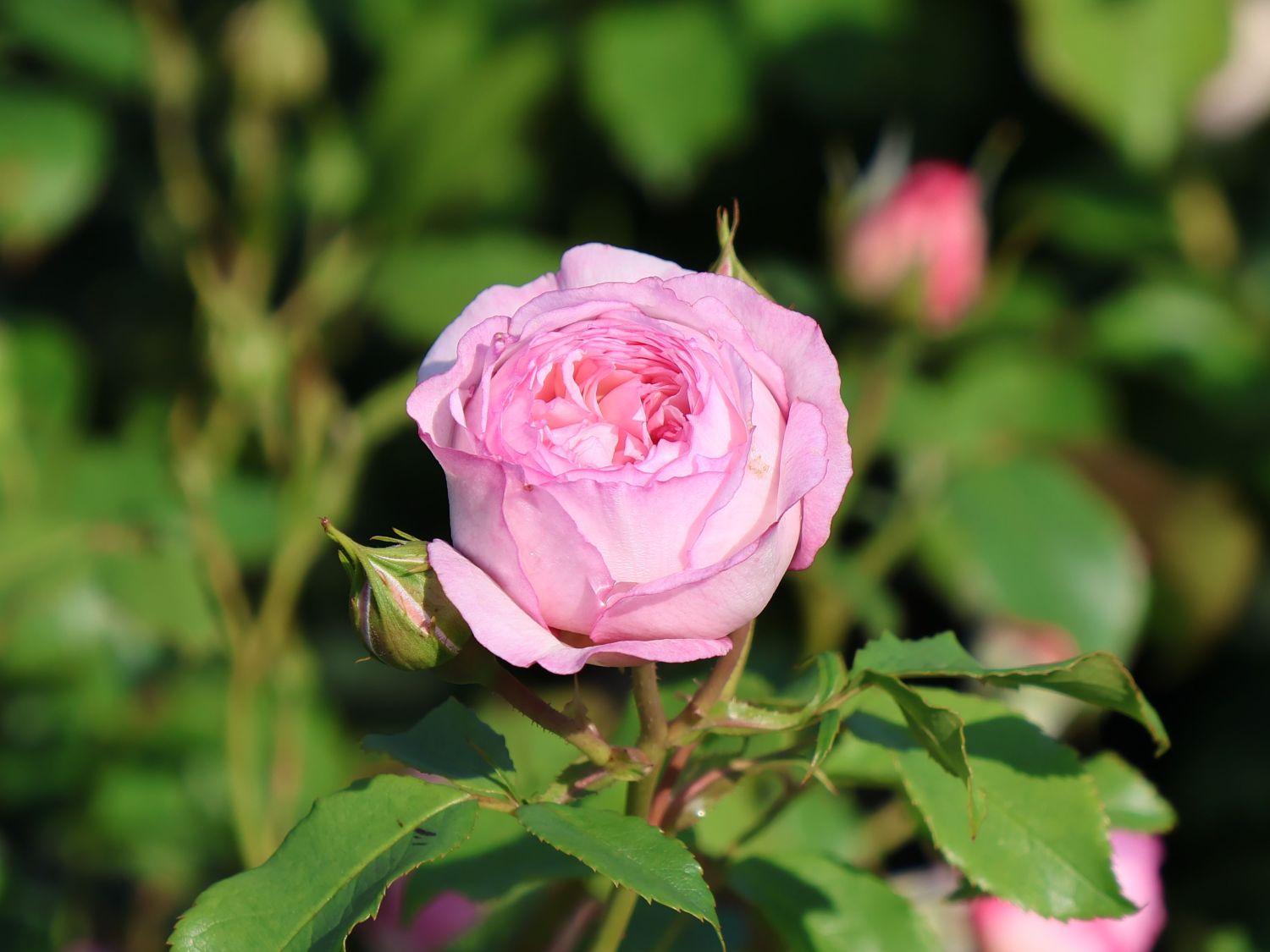 Englische Rose 'The Mill on the Floss' - Rosa 'The Mill on the Floss'