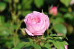 Englische Rose 'The Mill on the Floss' - Rosa 'The Mill on the Floss'