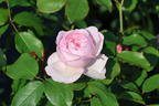 Englische Rose 'The Mill on the Floss' - Rosa 'The Mill on the Floss'