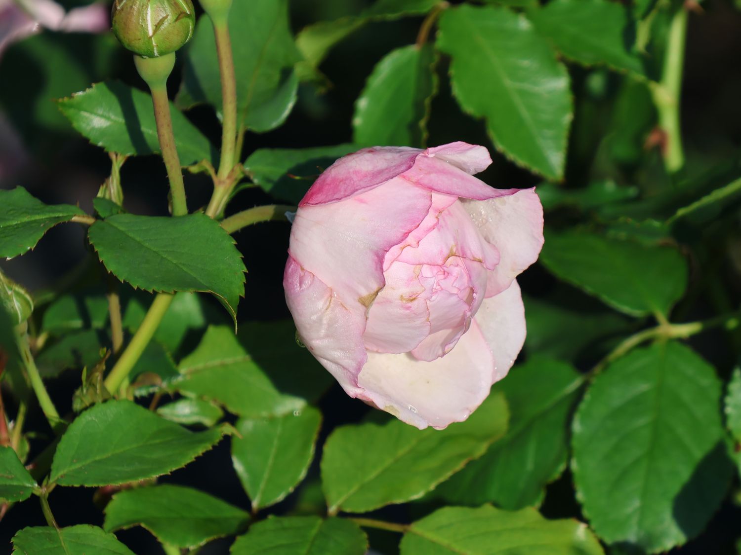 Englische Rose 'The Mill on the Floss' - Rosa 'The Mill on the Floss'