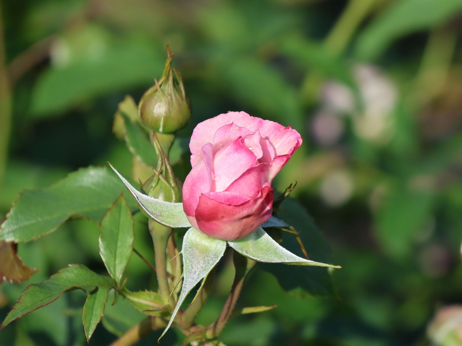 Englische Rose 'The Mill on the Floss' - Rosa 'The Mill on the Floss'