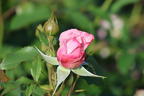 Englische Rose 'The Mill on the Floss' - Rosa 'The Mill on the Floss'